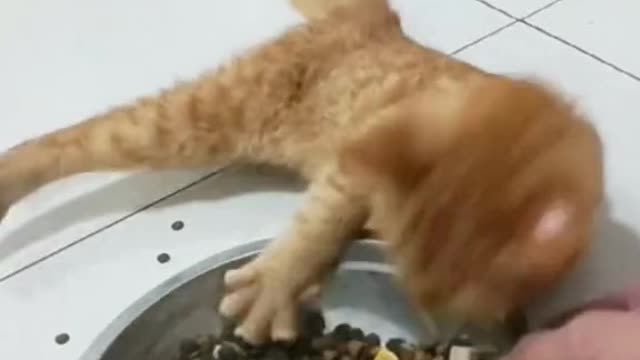 What Is Wrong With This Cat