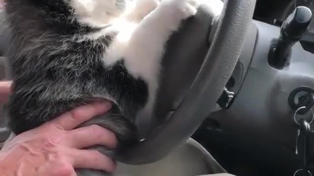 Husky trying to drive