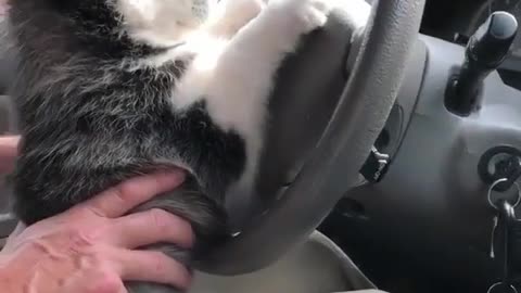 Husky trying to drive