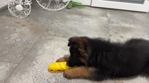 What does a German Shepherd Puppy do when a Cat doesn't want to play