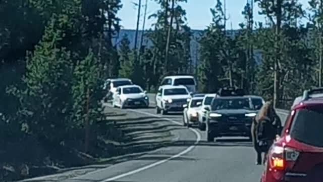 Bison on road