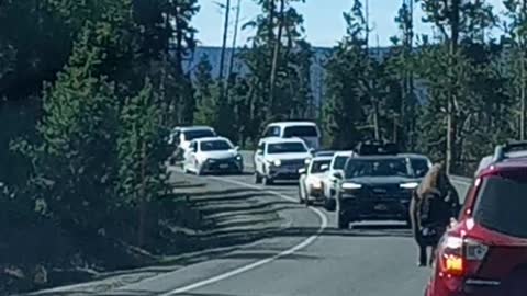 Bison on road