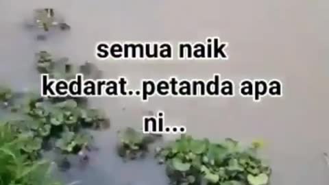 This is a beautiful and charming water-dwelling species