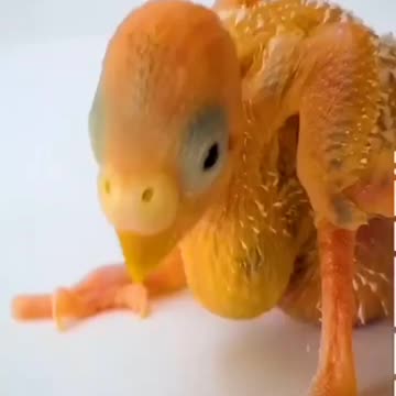 Baby Budgies Growth 📈 #shorts #babybudgie #budgies #shortvideo