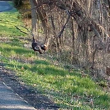 WILD TURKEY VIDEO 1
