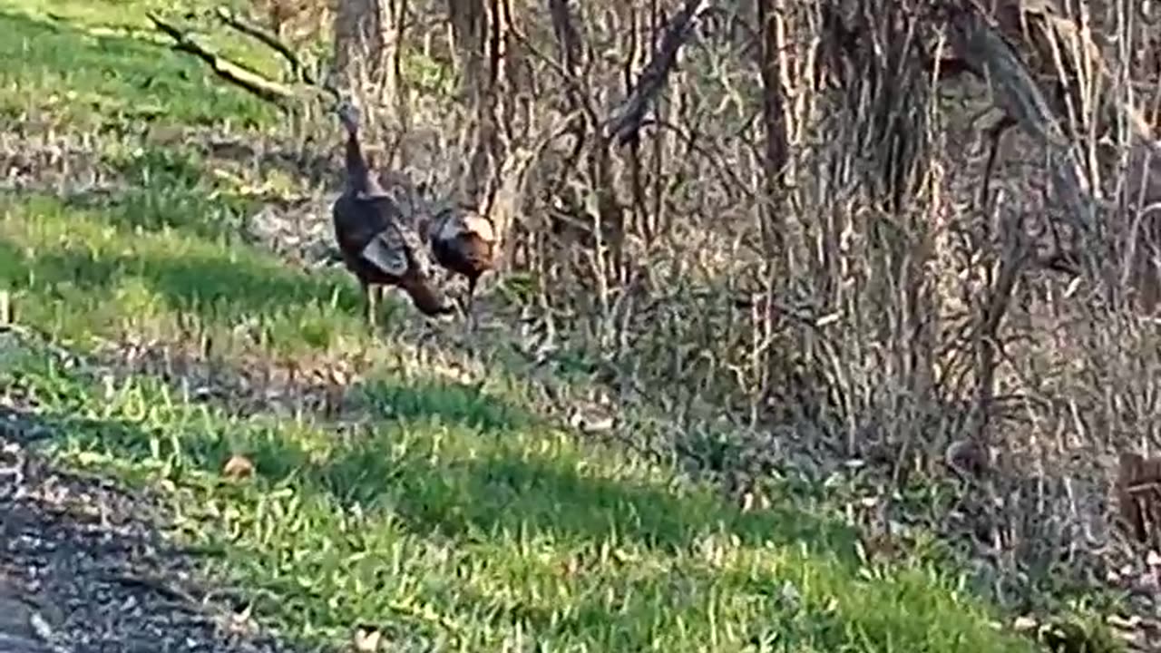 WILD TURKEY VIDEO 1