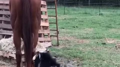 Funny Goat and Horse fight