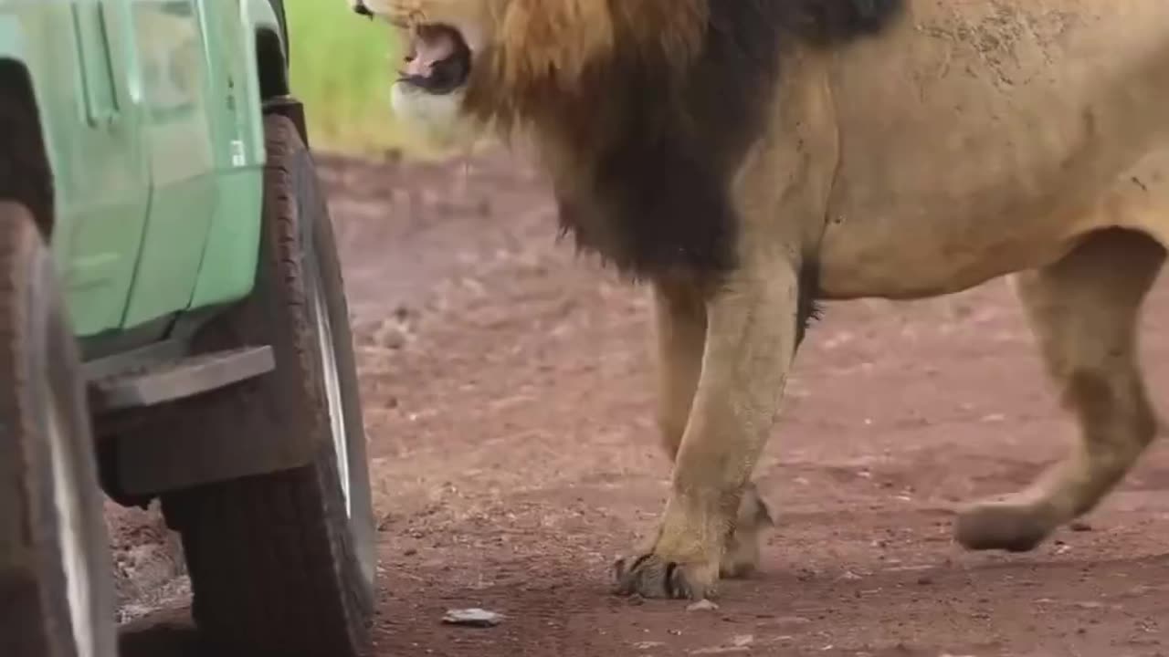 LION CHALLENGES TOURISTS