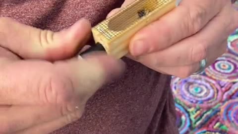 The Queen Bee