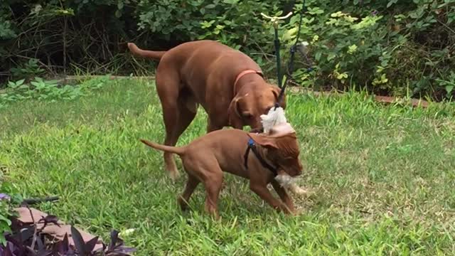 Baby Beau and Waco