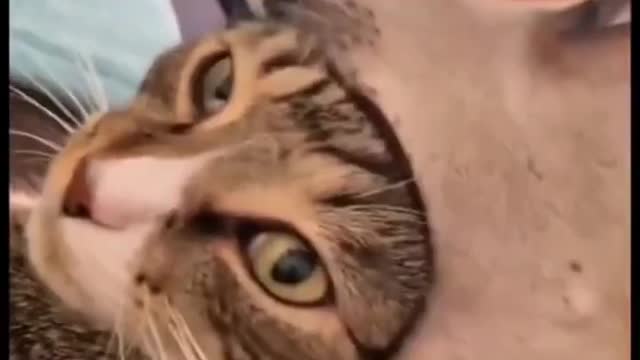 Video kucing