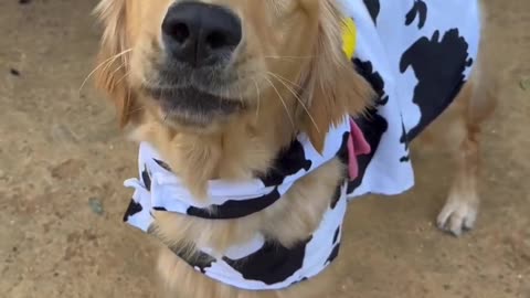 Cute dog mooing like a cow