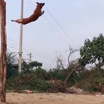 This Dog Jumps So high!