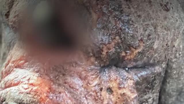A pit bull with a head injury was found in the forest. How glad I am that they helped him during