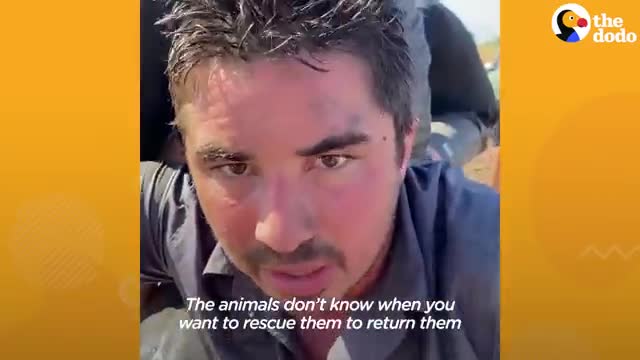 Men Jump Into River To Save A Dolphin's Life - The Dodo_Cut