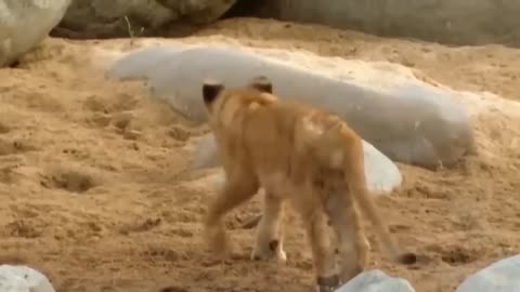 Wild life lion attacks dangerous