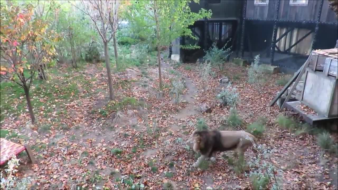 Lions Roaring Compilation