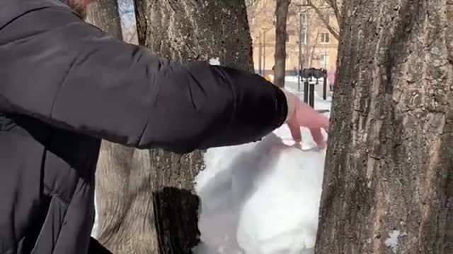 Snow rabbits in winter