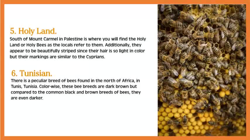 Varieties of Honey Bees