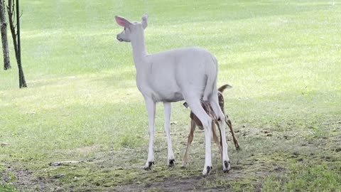 Albino Mother Deer with Babies