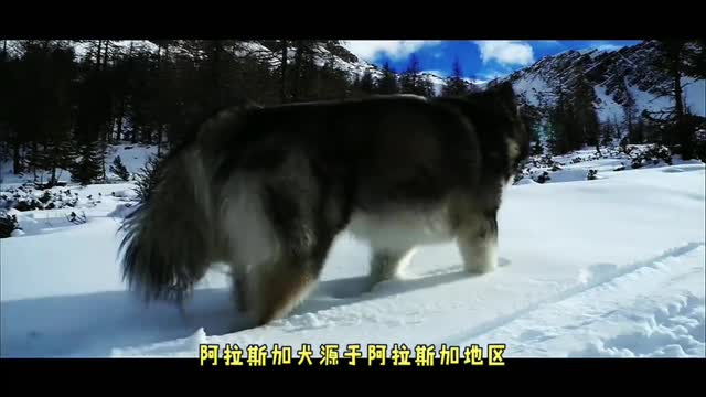 Thing You Should Know About Alaskan Malamute