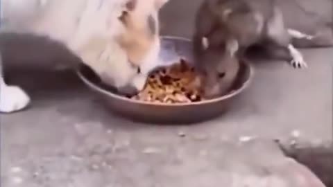 Funny animals