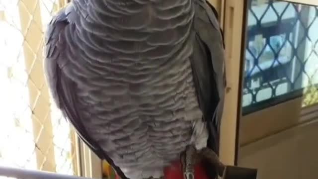 Grey is an intelligent and amazing bird.