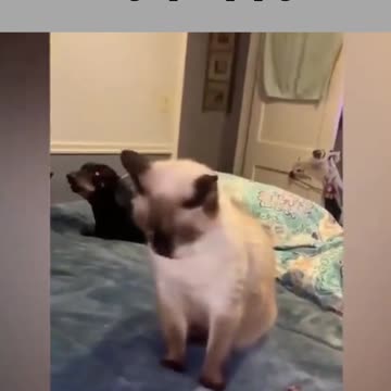 don't touch my puppy