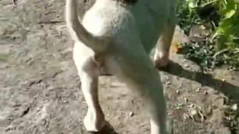 cute & funny dog -funny dog #shorts