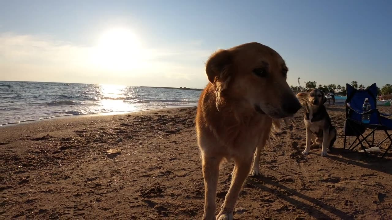 Dog playing