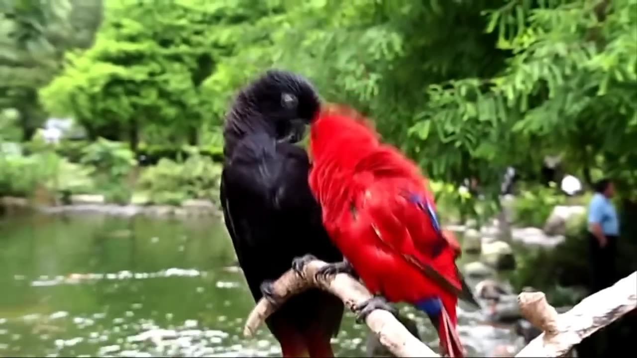 Nature And Wildlife Video – Bird and animal is beautiful creature on our planet