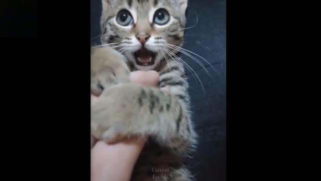 Thankful cats does Happy dance before enjoying his treat