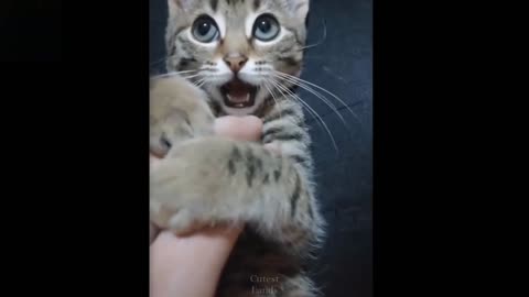 Thankful cats does Happy dance before enjoying his treat