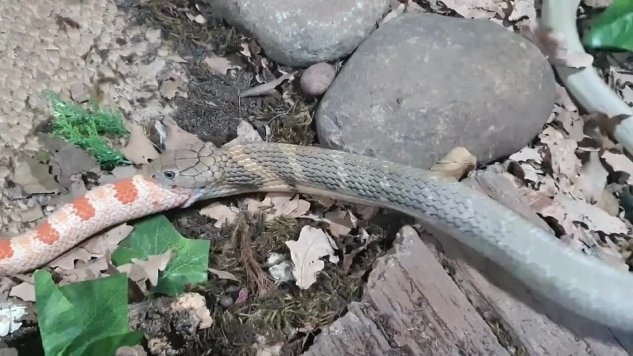 King Cobra eating another snake