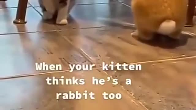 Little Kitten think's that He is also a bunny .