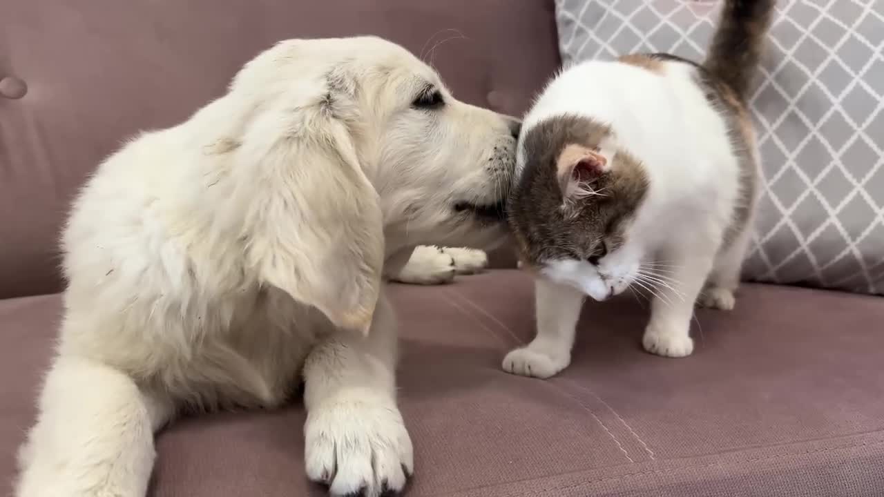 Golden Retriever Puppy tries to make friends with Cats