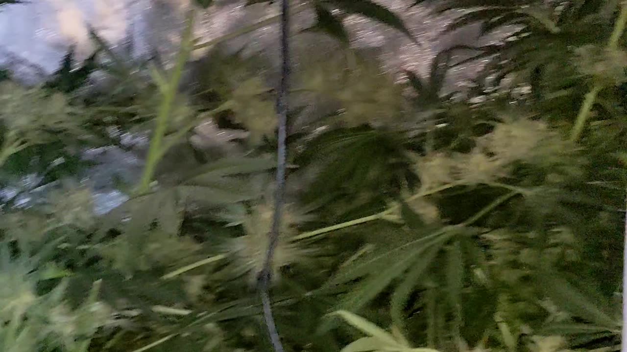 chop 🪓 Day for Terp Sneeze 🤧 breed by speedrunseeds