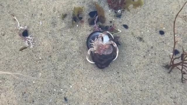 Helping a little hermit crab find his home