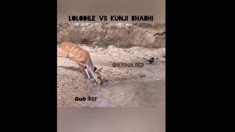 lolodile 🐊 funny dub video 😂 - lolodile sewa - crocodile funny video -