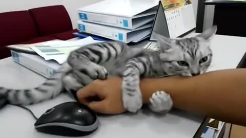 Stubborn cat won't let owner use mouse