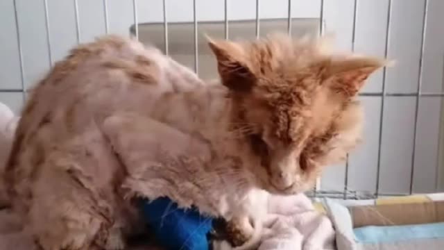 Rescue cat