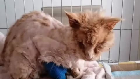 Rescue cat