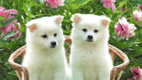 The World of Dogs