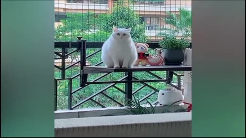 Most funniest cats and dogs reactions ...........the funniest cats ever and ever ||
