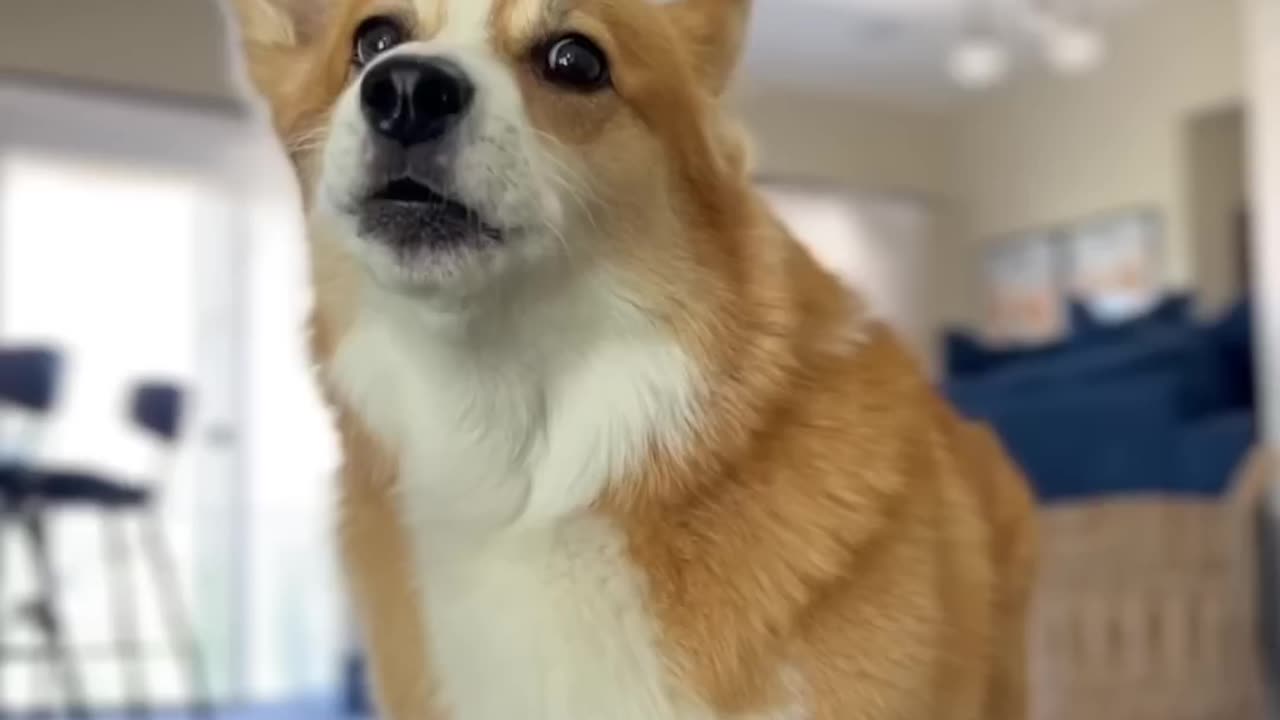 Corgi get jealous/cute dog and his dad nice conversation