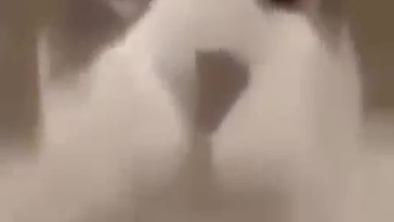 funny cat video