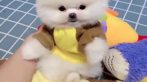 Best Cute Dog Funny Videos Compilation Chines