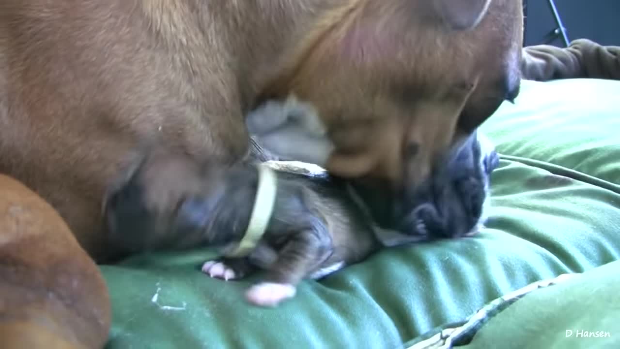 Dog Has Amazing Birth While Standing!!