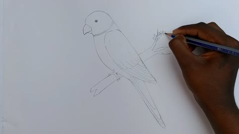 how to draw parrot easy step by step--Gali Gali Art --p6