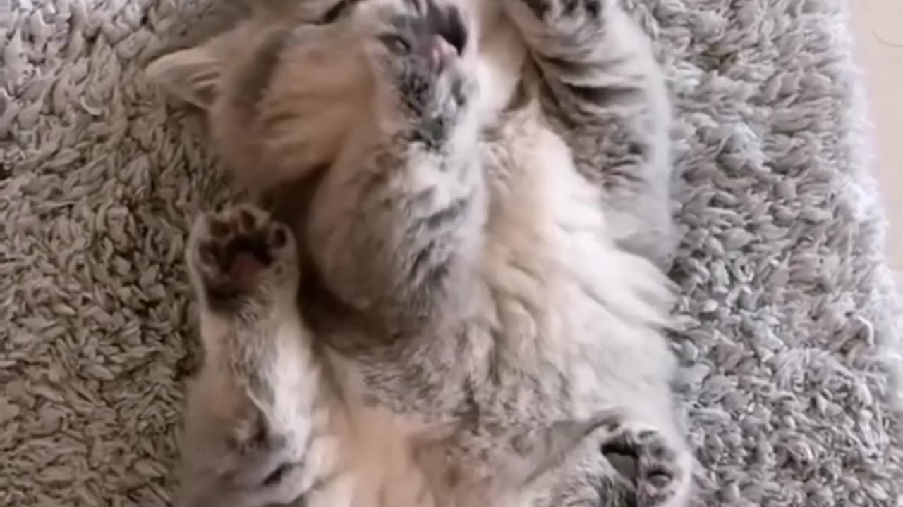 The cat video for you.